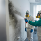 Restoring Office Spaces_ Why Its Crucial to Act Fast in Case of Mold Removal Services 85x85