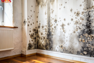 Mold Growth in Canadian Homes: Causes And Prevention
