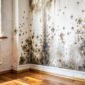 Mold Growth in Canadian Homes Causes And Prevention 85x85