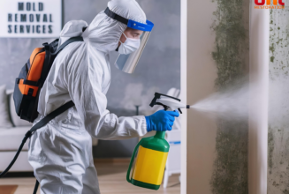 What Every Canadian Homeowner Needs to Know About Mold Cleanup