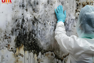 Prevent Mold Damage: Don’t Overlook These Key Areas